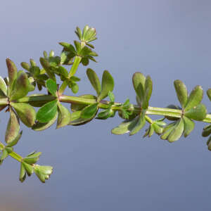 Photographie n°2575801 du taxon Galium mollugo L. [1753]