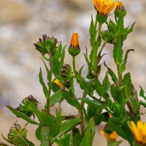 Photographie n°2575814 du taxon Calendula arvensis subsp. arvensis