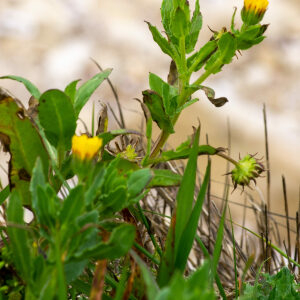  - Calendula arvensis subsp. arvensis