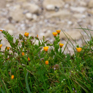  - Calendula arvensis subsp. arvensis