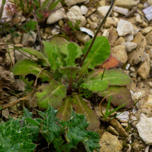 Photographie n°2575823 du taxon Crepis sancta (L.) Bornm. [1913]