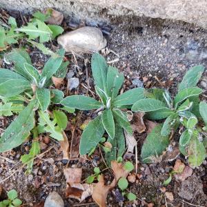 Photographie n°2575839 du taxon Pilosella officinarum F.W.Schultz & Sch.Bip.