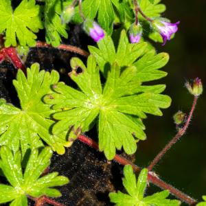 Photographie n°2575844 du taxon Geranium molle L. [1753]