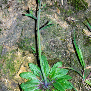 Photographie n°2575849 du taxon Arabidopsis thaliana (L.) Heynh. [1842]