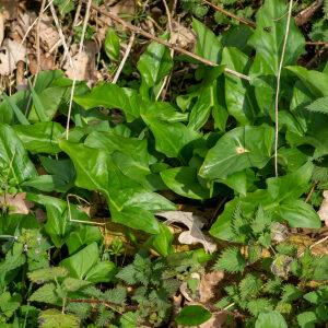 Photographie n°2575852 du taxon Arum maculatum L. [1753]