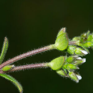 Photographie n°2575857 du taxon Cerastium fontanum Baumg. [1816]