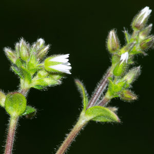 Photographie n°2575858 du taxon Cerastium fontanum Baumg. [1816]