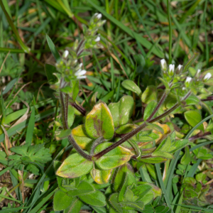 Photographie n°2575859 du taxon Cerastium fontanum Baumg. [1816]