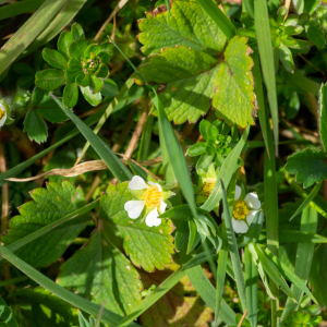 Photographie n°2575872 du taxon Potentilla sterilis (L.) Garcke [1856]