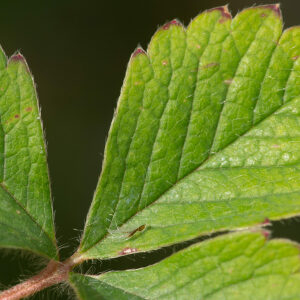 Photographie n°2575873 du taxon Potentilla sterilis (L.) Garcke [1856]