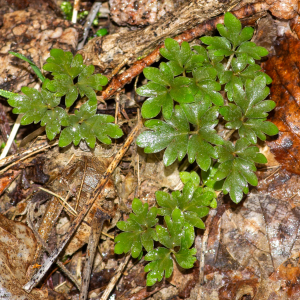 Photographie n°2575884 du taxon Adoxa moschatellina L. [1753]