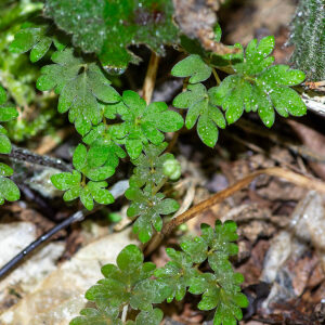 Photographie n°2575885 du taxon Adoxa moschatellina L. [1753]