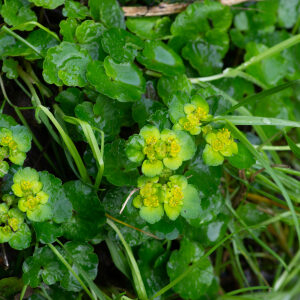 Photographie n°2575893 du taxon Chrysosplenium oppositifolium L. [1753]