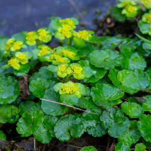 Photographie n°2575895 du taxon Chrysosplenium oppositifolium L. [1753]