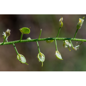 Alyssum montanum var. rhodanense (Jord. & Fourr.) Rouy & Foucaud