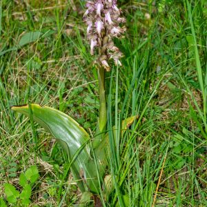Photographie n°2575963 du taxon Himantoglossum robertianum (Loisel.) P.Delforge