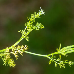 Photographie n°2575971 du taxon Scandix pecten-veneris L.