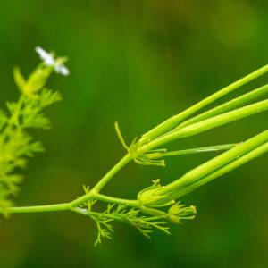  - Scandix pecten-veneris L.