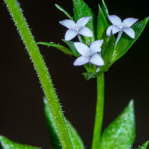 Photographie n°2575974 du taxon Sherardia arvensis L. [1753]