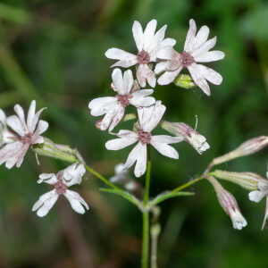 Photographie n°2575978 du taxon Silene nutans L. [1753]