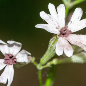 Photographie n°2575979 du taxon Silene nutans L. [1753]