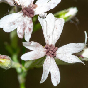 Photographie n°2575980 du taxon Silene nutans L. [1753]