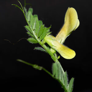  - Vicia hybrida L. [1753]
