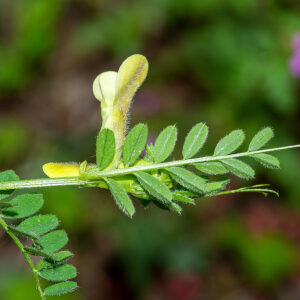  - Vicia hybrida L. [1753]