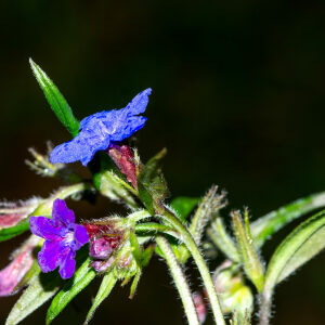 Photographie n°2575989 du taxon Buglossoides purpurocaerulea (L.) I.M.Johnst. [1954]