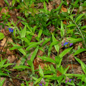 Photographie n°2575992 du taxon Buglossoides purpurocaerulea (L.) I.M.Johnst. [1954]