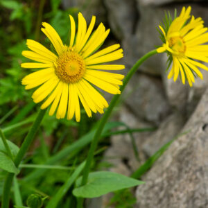 Photographie n°2575997 du taxon Doronicum plantagineum L. [1753]