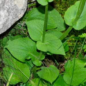 Photographie n°2575998 du taxon Doronicum plantagineum L. [1753]