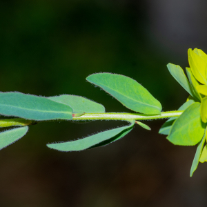  - Euphorbia flavicoma subsp. flavicoma