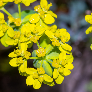 Photographie n°2576002 du taxon Euphorbia flavicoma subsp. flavicoma