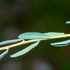  - Euphorbia flavicoma subsp. flavicoma