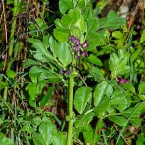 Photographie n°2576016 du taxon Vicia narbonensis L. [1753]