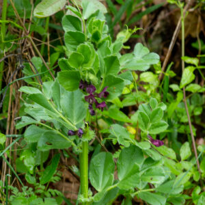 Photographie n°2576017 du taxon Vicia narbonensis L. [1753]