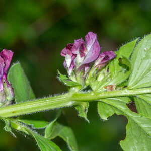 Photographie n°2576018 du taxon Vicia narbonensis L. [1753]