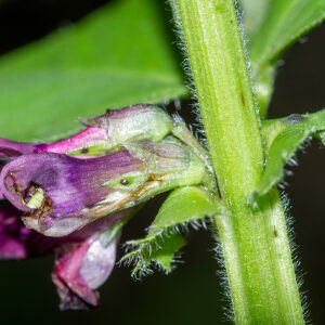 Photographie n°2576019 du taxon Vicia narbonensis L. [1753]