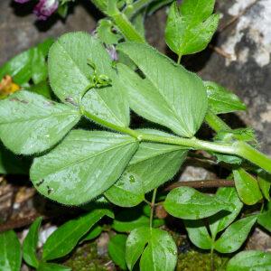 Photographie n°2576020 du taxon Vicia narbonensis L. [1753]