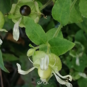 Photographie n°2576025 du taxon Silene baccifera (L.) Roth