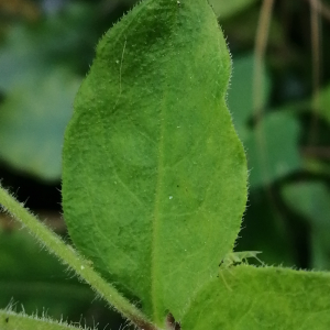 Photographie n°2576026 du taxon Silene baccifera (L.) Roth