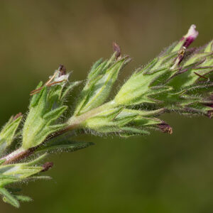 Photographie n°2576029 du taxon Parentucellia latifolia (L.) Caruel