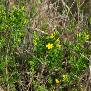 Photographie n°2576031 du taxon Jasminum fruticans L. [1753]