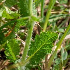 Photographie n°2576100 du taxon Salvia verbenaca subsp. verbenaca