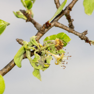 Photographie n°2576102 du taxon Pyrus spinosa Forssk. [1775]