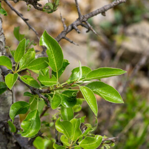 Photographie n°2576103 du taxon Pyrus spinosa Forssk. [1775]