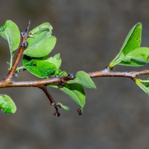 Photographie n°2576106 du taxon Pyrus spinosa Forssk. [1775]