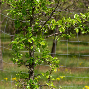 Photographie n°2576107 du taxon Pyrus spinosa Forssk. [1775]