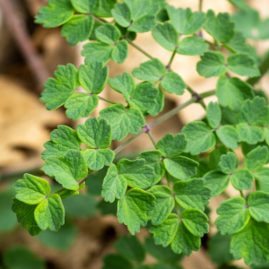 Photographie n°2576113 du taxon Thalictrum minus L. [1753]